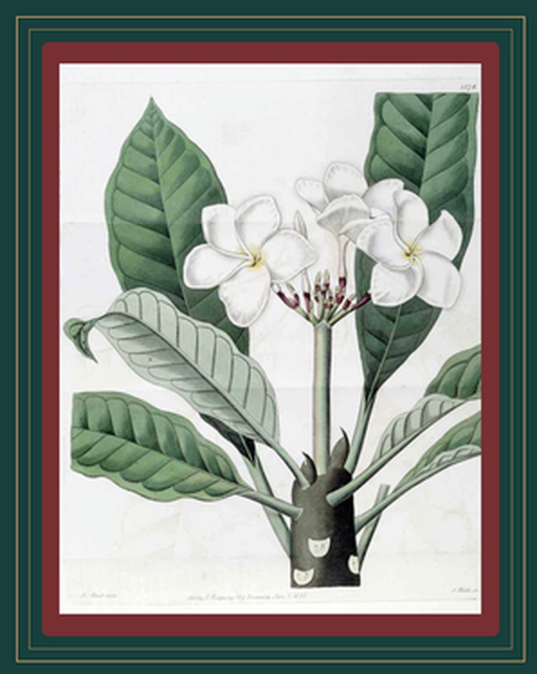White plumeria botanical print framed in deep teal and burgundy