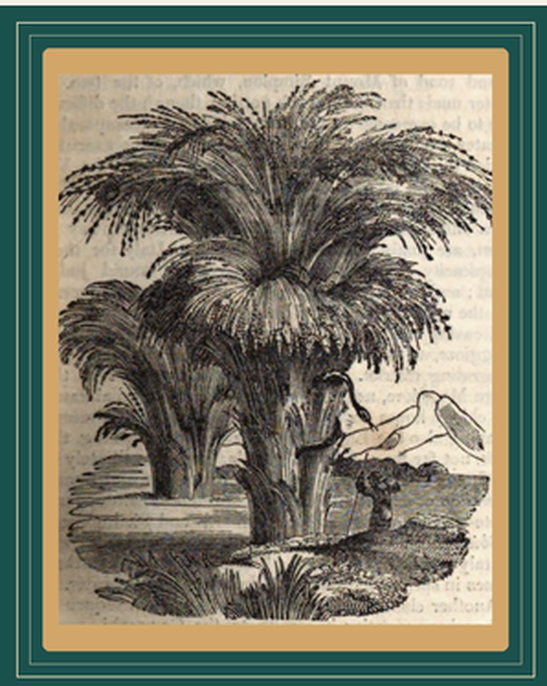 Vintage bamboo grove print framed in teal and warm gold